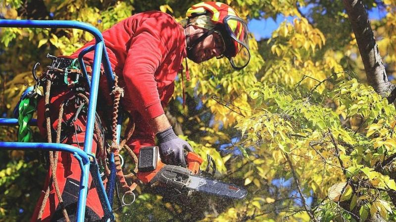 BAMA - Kerttulajdonosok figyelem! Ne hagyja figyelmen kívül ezt a figyelmeztetést, mert az áramszolgáltató sajnos hozzáférhet a fáihoz!