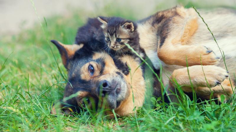 Csodálatos állatmesét hoztam nektek! Egy különleges kutya, aki úgy tűnt, mintha anyai ösztönei lennének, árván maradt macskákat fogadott be és nevelt fel. Ez a furcsa, de szívhez szóló kapcsolat mindenkit lenyűgöz! Az álvemhes kutya szeretetteljes gondosk