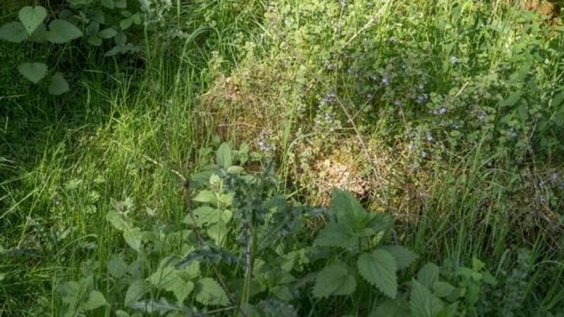 Két aprócska lényre leltek a gaztenger mélyén, valóban csodás szerencséjük volt!