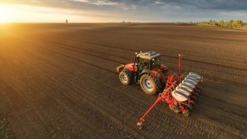 Egyre többen fedezik fel itthon ezt a különleges növényt: sokan bátran belevágnak a termesztésébe - Agro Napló.