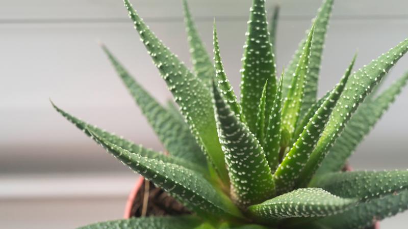 Íme 6 különleges szobanövény, amelyek természetes légkondicionálóként funkcionálnak:

1. **Aloe Vera**: Ez a sokoldalú növény nemcsak bőrnyugtató hatású, hanem éjszaka oxigént is termel, így friss levegőt biztosít a szobában.

2. **Pálmák**: A különböző p