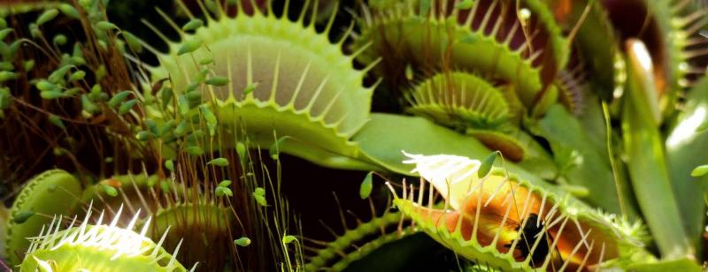 A Vénusz légycsapója, vagyis a Dionaea muscipula, egy lenyűgöző húsos növény, amely különleges igényeket támaszt a gondozása során. Az etetésének aranyszabályai segítenek abban, hogy ez a csodás növény egészséges és erős maradjon. 

1. **Megfelelő táplálé
